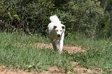 AKITA INU 429